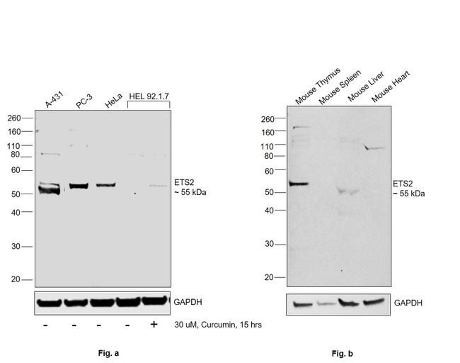 ETS2 Antibody in Western Blot (WB)