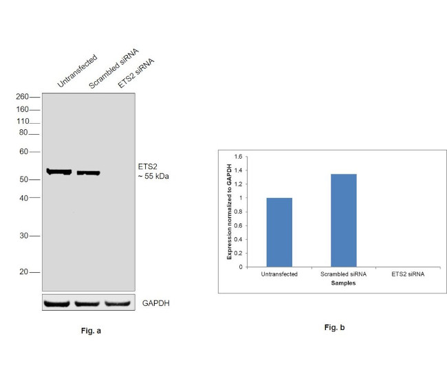 ETS2 Antibody