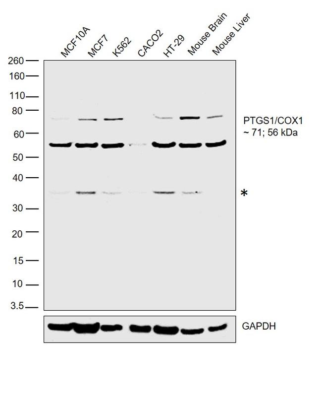 COX1 Antibody in Western Blot (WB)