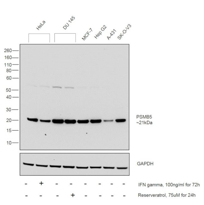 PSMB5 Antibody in Western Blot (WB)