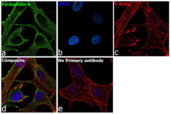 Cyclophilin A Antibody in Immunocytochemistry (ICC/IF)