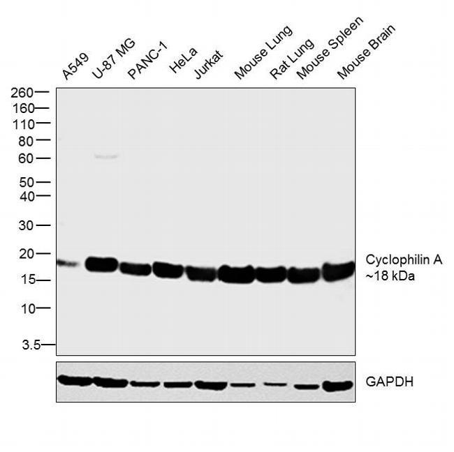 Cyclophilin A Antibody in Western Blot (WB)