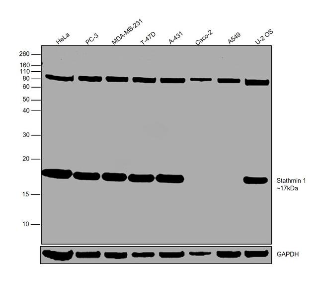 Stathmin 1 Antibody in Western Blot (WB)