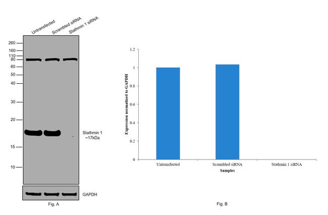 Stathmin 1 Antibody in Western Blot (WB)