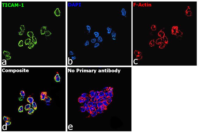 TRIF Antibody in Immunocytochemistry (ICC/IF)