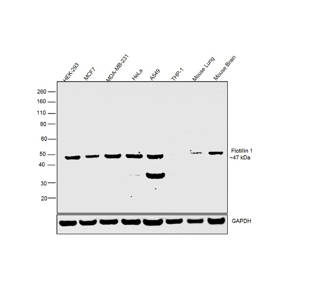 Flotillin 1 Antibody