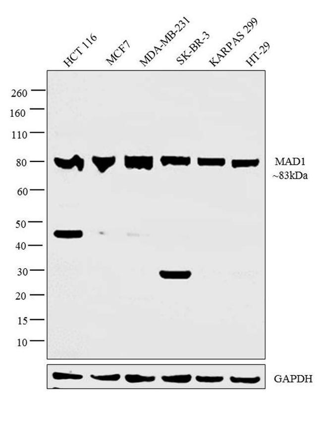 MAD1 Antibody in Western Blot (WB)