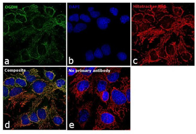 OGDH Antibody in Immunocytochemistry (ICC/IF)