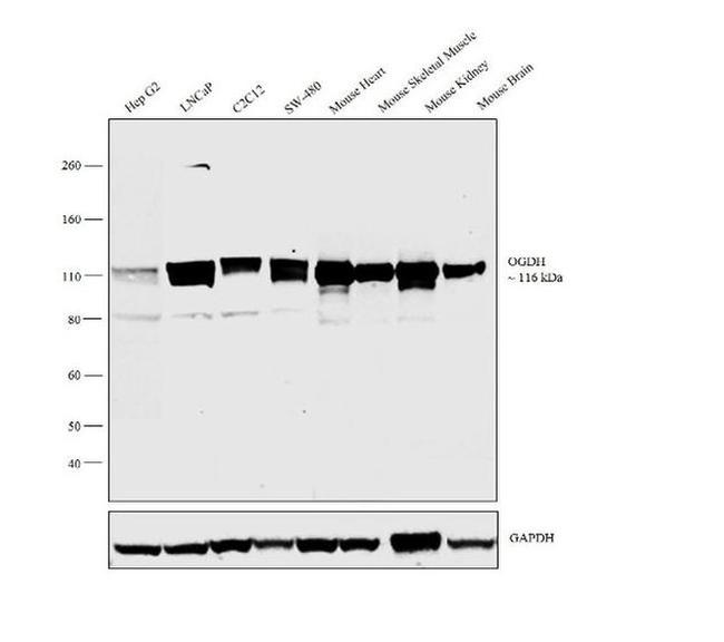 OGDH Antibody in Western Blot (WB)