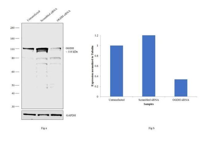 OGDH Antibody in Western Blot (WB)