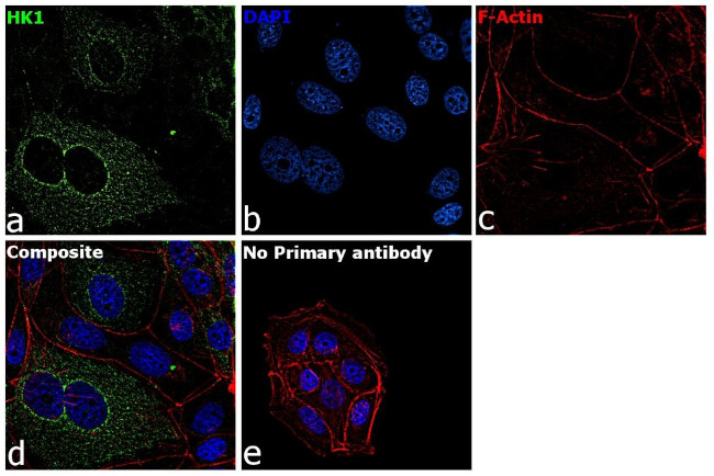 HK1 Antibody in Immunocytochemistry (ICC/IF)