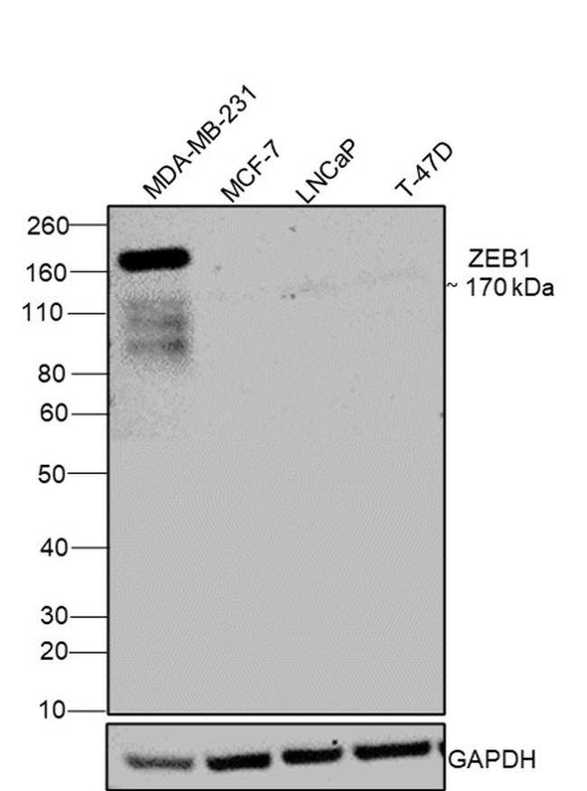 ZEB1 Antibody in Western Blot (WB)
