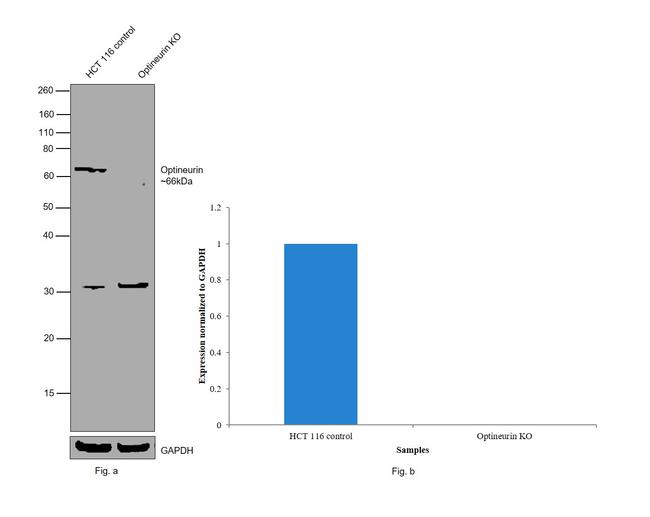 Optineurin Antibody in Western Blot (WB)