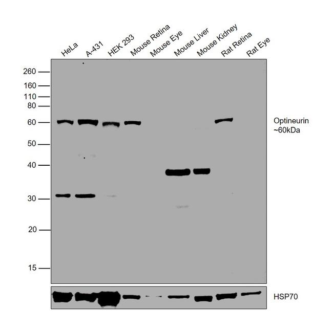 Optineurin Antibody in Western Blot (WB)