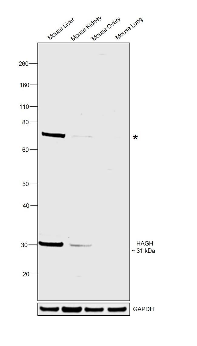 HAGH Antibody in Western Blot (WB)