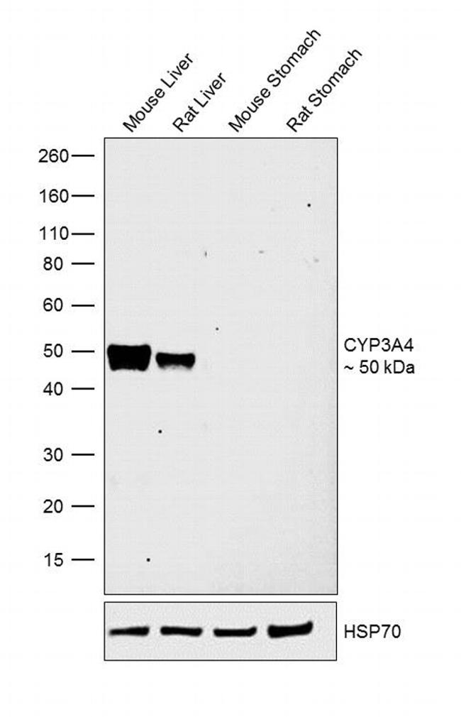 CYP3A4 Antibody in Western Blot (WB)