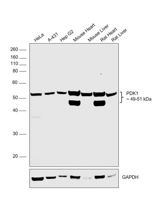 PDK1 Antibody in Western Blot (WB)