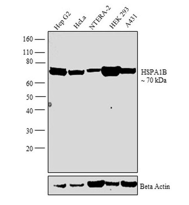 HSPA1B Antibody in Western Blot (WB)