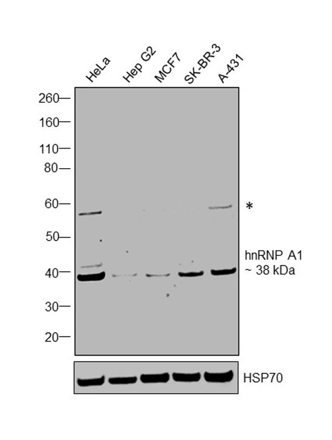 hnRNP A1 Antibody in Western Blot (WB)