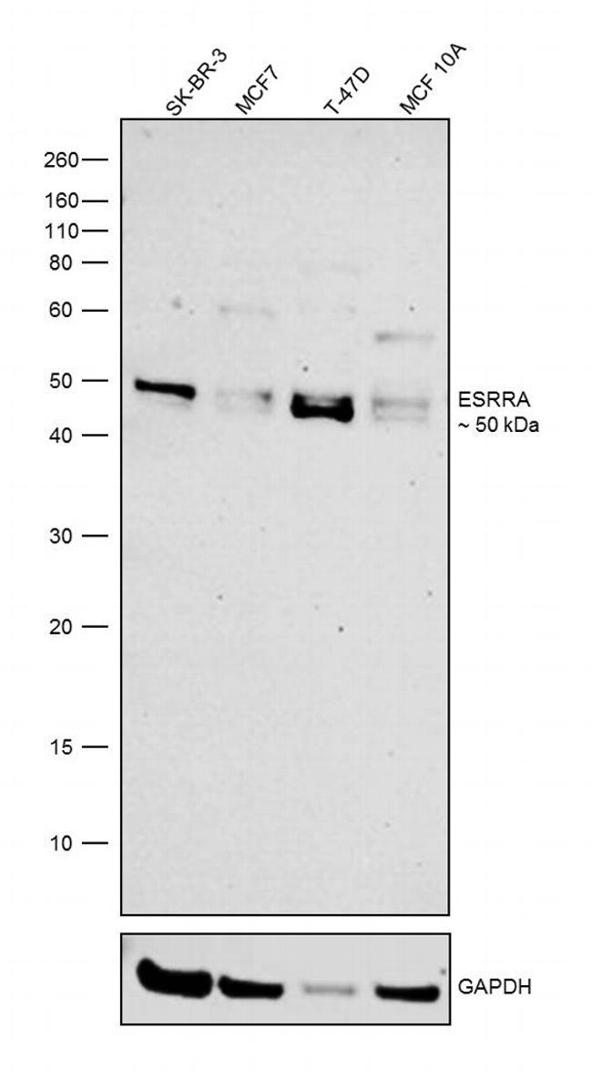 ESRRA Antibody in Western Blot (WB)