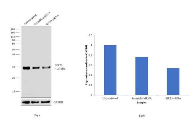 SIRT3 Antibody in Western Blot (WB)