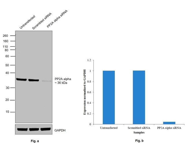 PP2A alpha Antibody in Western Blot (WB)