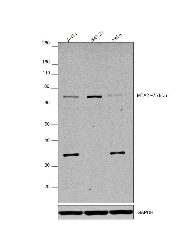 MTA2 Antibody in Western Blot (WB)