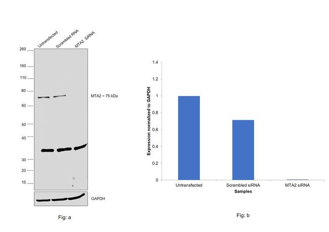 MTA2 Antibody in Western Blot (WB)