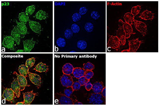 p23 Antibody in Immunocytochemistry (ICC/IF)