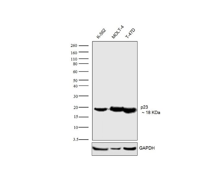 p23 Antibody in Western Blot (WB)