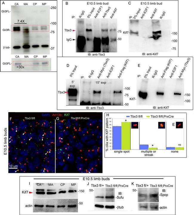 SPOP Antibody in Western Blot (WB)