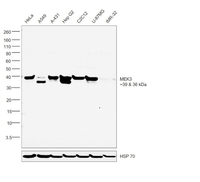 MEK3 Antibody