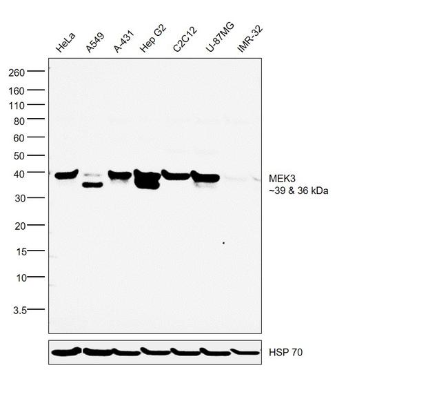 MEK3 Antibody in Western Blot (WB)