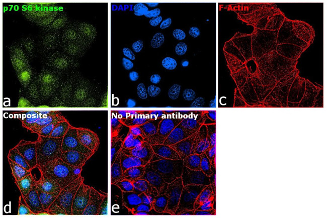 p70 S6 Kinase Antibody in Immunocytochemistry (ICC/IF)