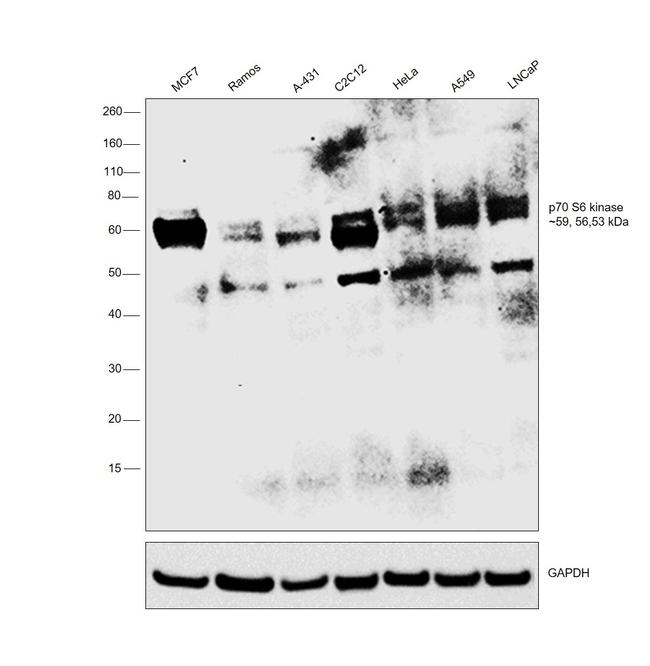 p70 S6 Kinase Antibody in Western Blot (WB)