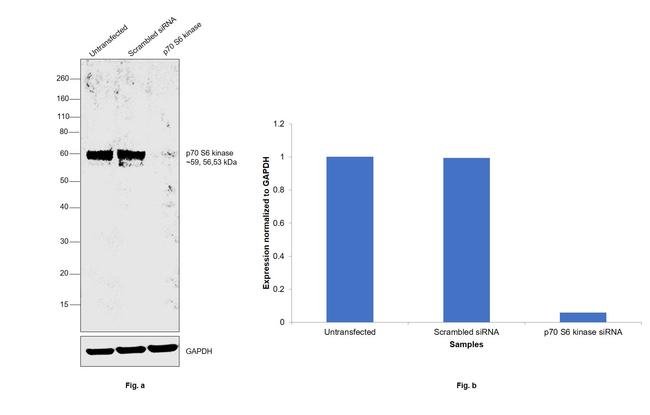 p70 S6 Kinase Antibody in Western Blot (WB)