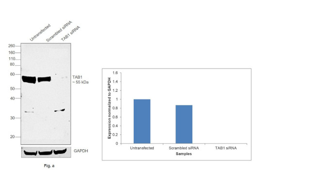 TAB1 Antibody