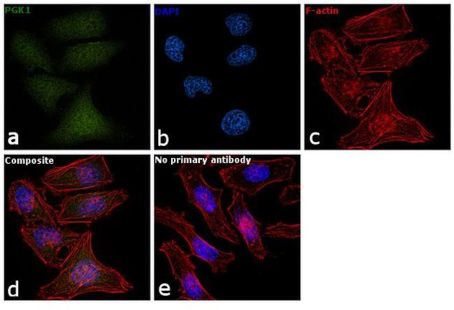 PGK1 Antibody in Immunocytochemistry (ICC/IF)