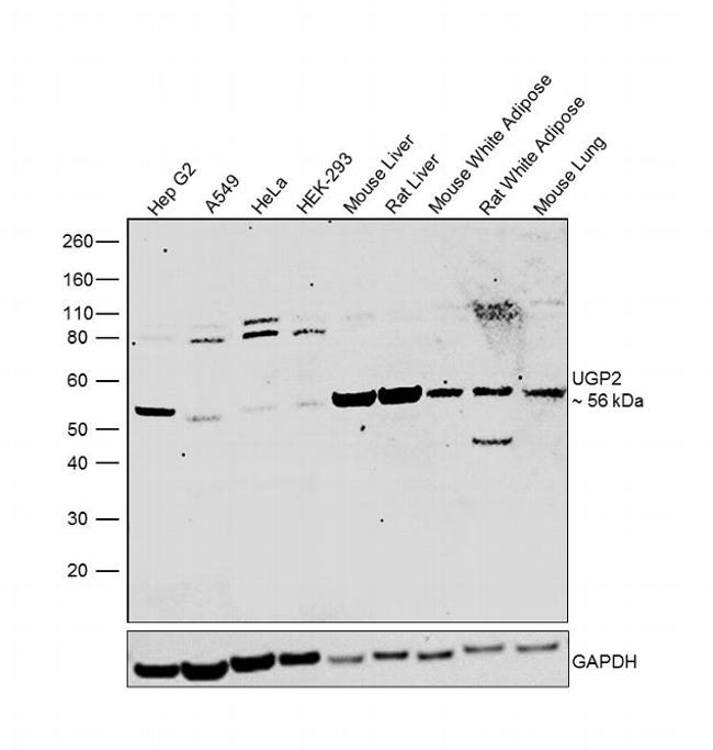 UGP2 Antibody in Western Blot (WB)