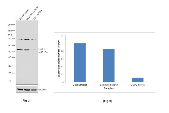 UGP2 Antibody