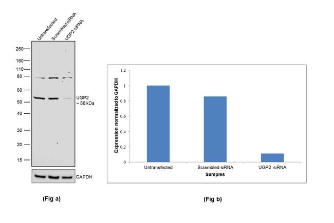 UGP2 Antibody in Western Blot (WB)