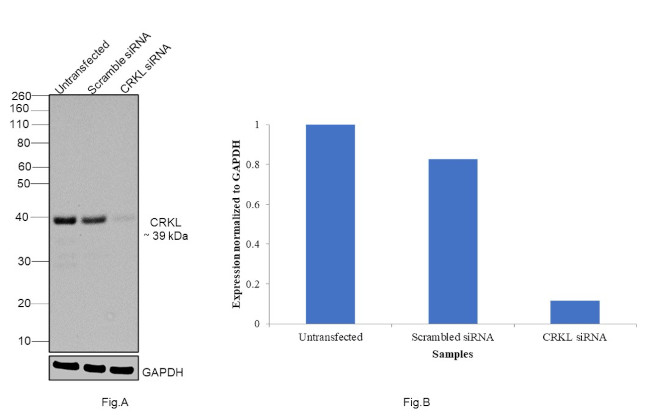 CrkL Antibody