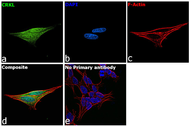 CrkL Antibody in Immunocytochemistry (ICC/IF)