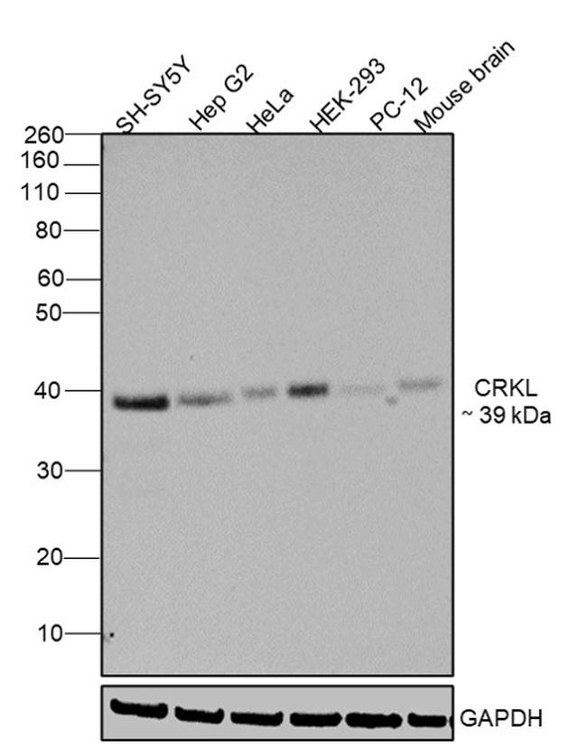 CrkL Antibody in Western Blot (WB)