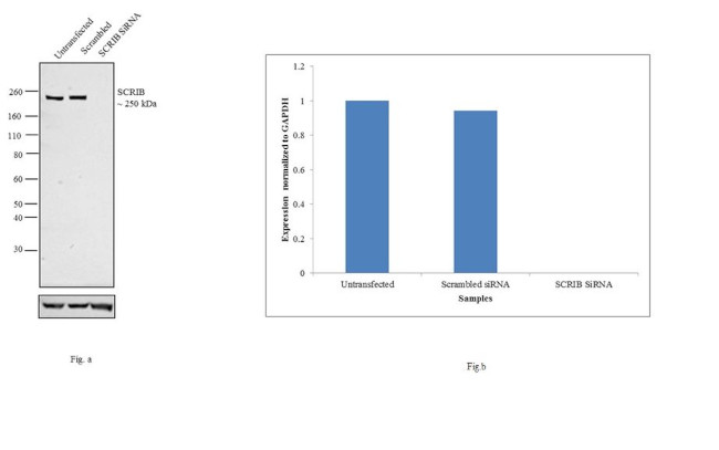 SCRIB Antibody