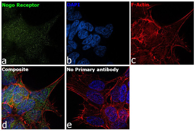 Nogo Receptor Antibody in Immunocytochemistry (ICC/IF)