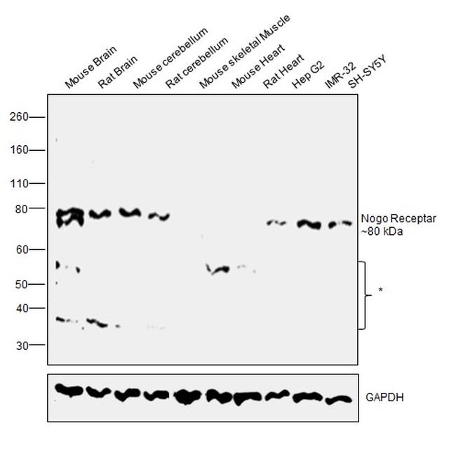 Nogo Receptor Antibody in Western Blot (WB)