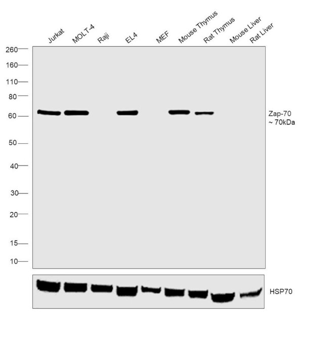 Zap-70 Antibody