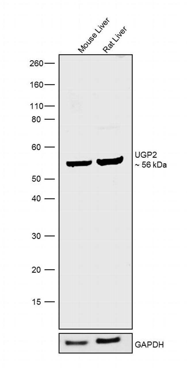 UGP2 Antibody in Western Blot (WB)