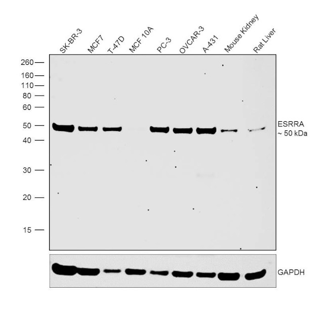 ESRRA Antibody